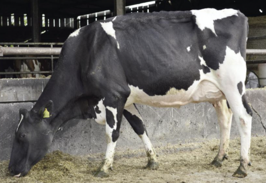 Pedigree Holstein Friesian Dispersal Sale - Top Selling Cow - Knowthfarm RS Lulu