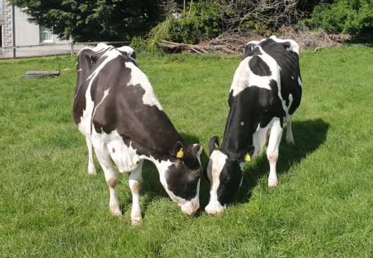 Award-winning Irish pedigree Holstein Friesian Cows beaded in county Meath