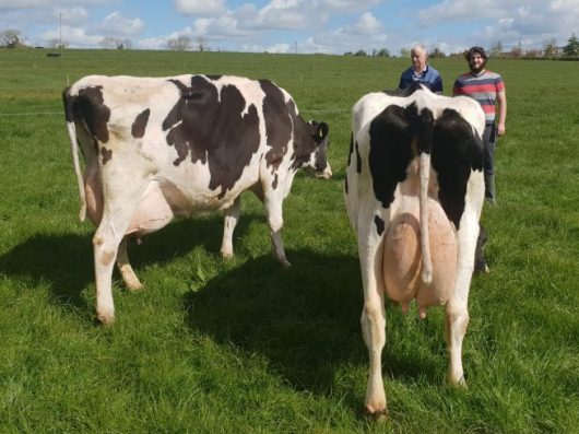 Award-winning Irish pedigree Holstein Friesian Cows beaded in county Meath
