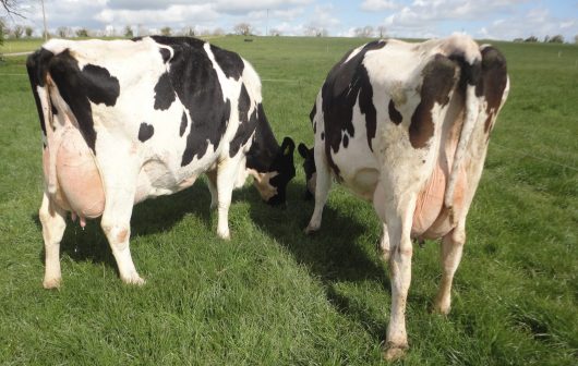 Award-winning Irish pedigree Holstein Friesian Cows beaded in county Meath